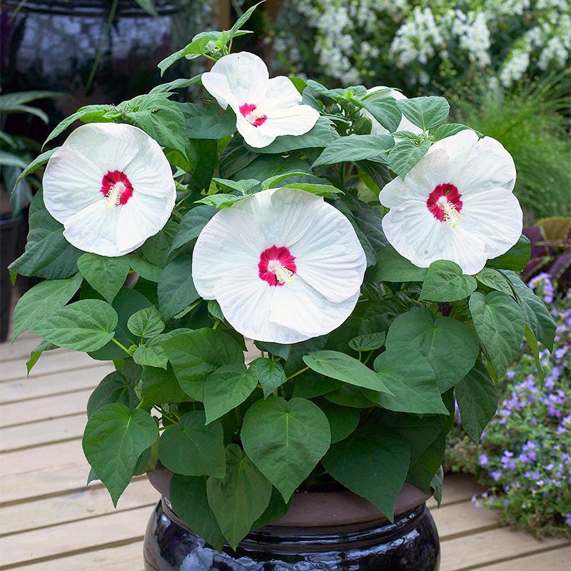Luna White Hibiscus