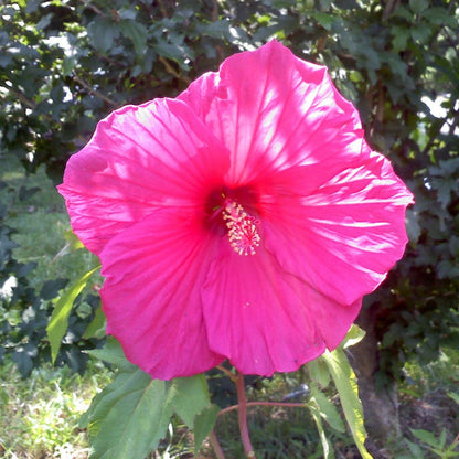 Luna™ Rose Hibiscus
