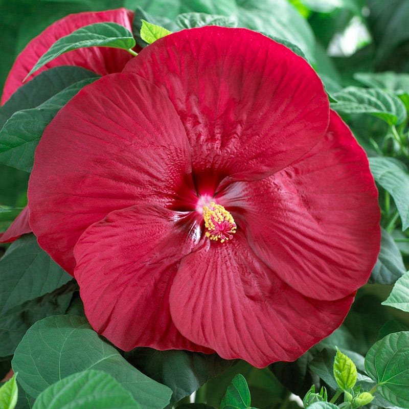 Luna Red Hibiscus