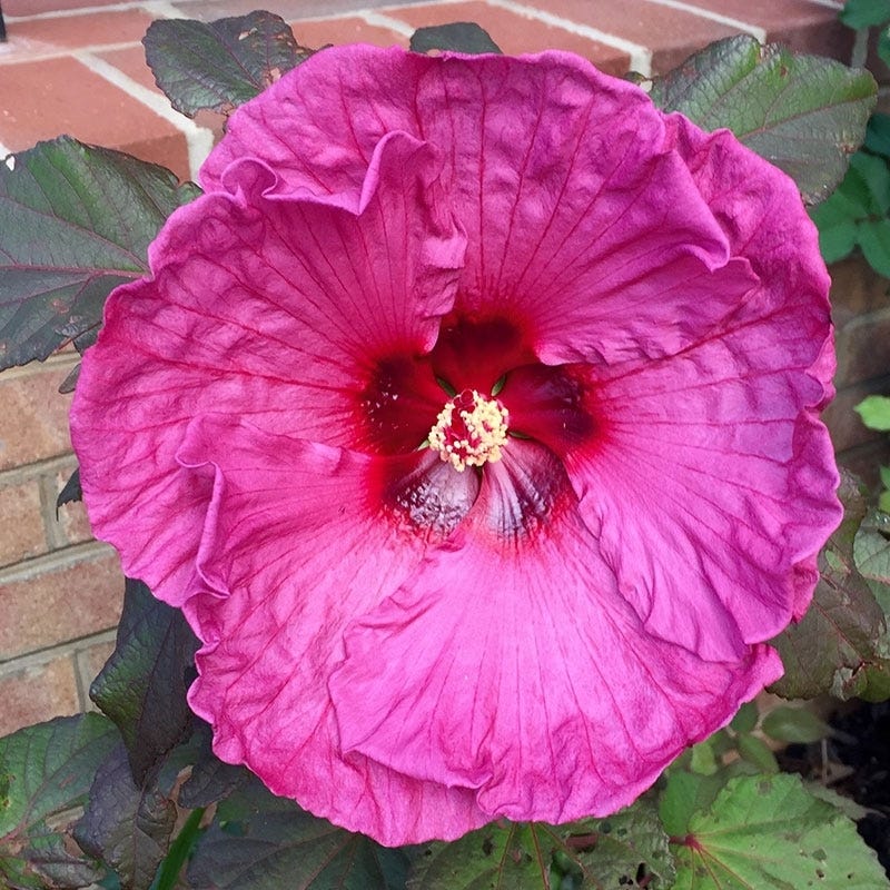 Plum Crazy Hibiscus