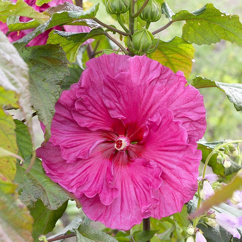 Plum Crazy Hibiscus