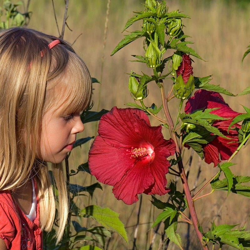 Robert Fleming Hibiscus, Hardy Hibiscus | American Meadows