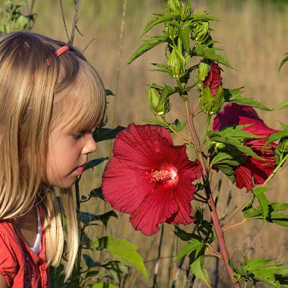 Robert Fleming Hibiscus