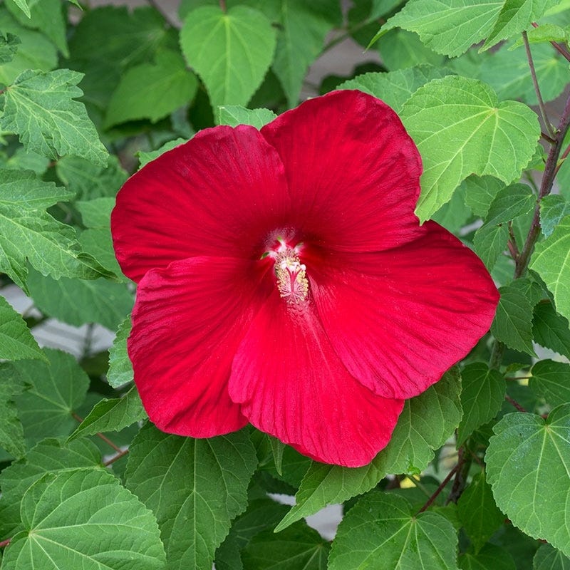 Robert Fleming Hibiscus