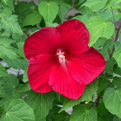 Robert Fleming Hibiscus