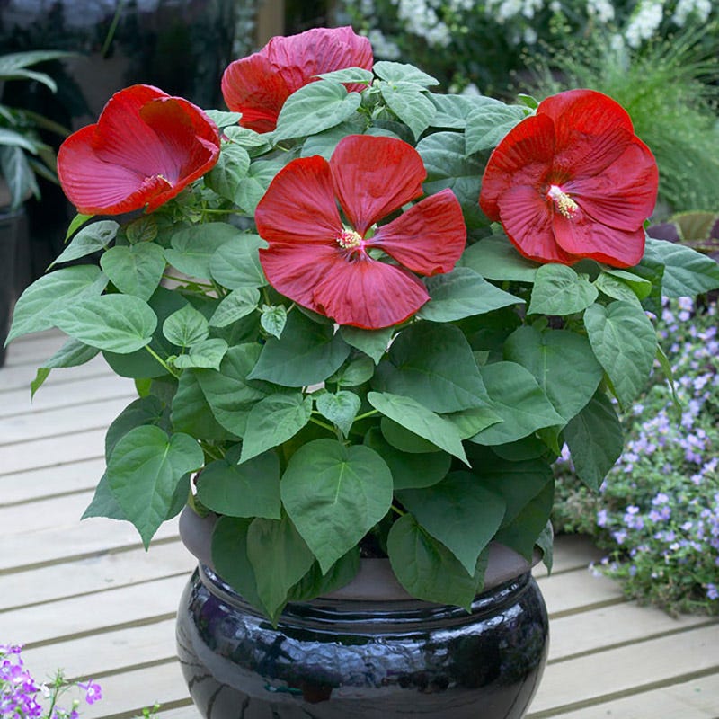 hibiscus potted plant Luna Hibiscus | Red | Plant