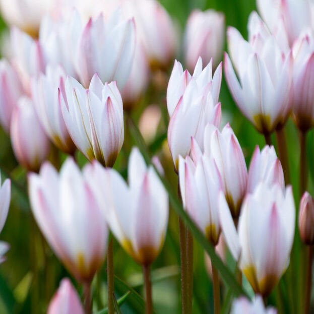 Hilde Wild Tulip | American Meadows