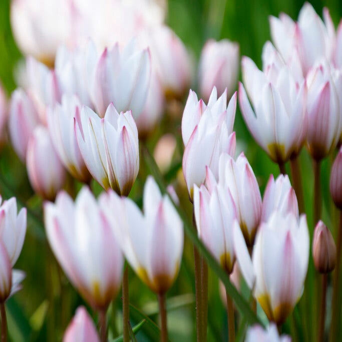 Lovelight Naturalizing Wild Tulip Collection