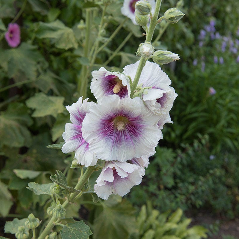 Creme De Cassis Hollyhock, Alcea