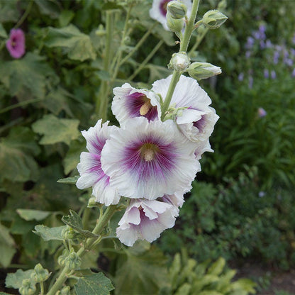 Creme De Cassis Hollyhock