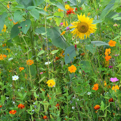 Honey Bee Wildflower Seed Mix