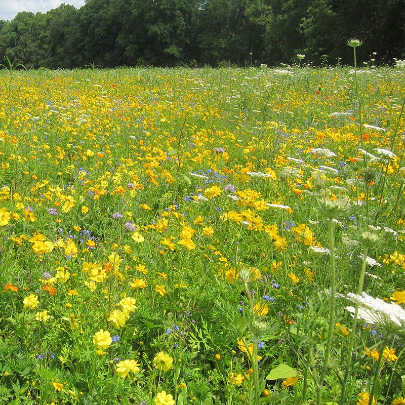 Honey Bee Wildflower Seed Mix