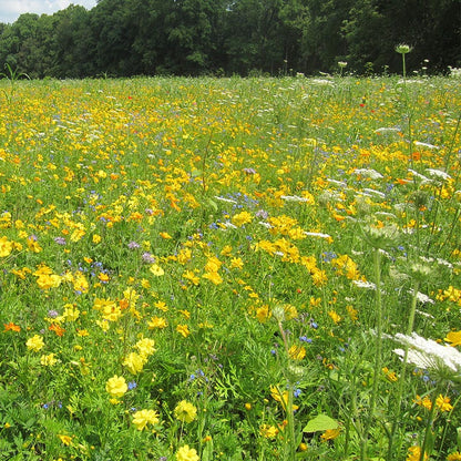 Honey Bee Wildflower Seed Mix