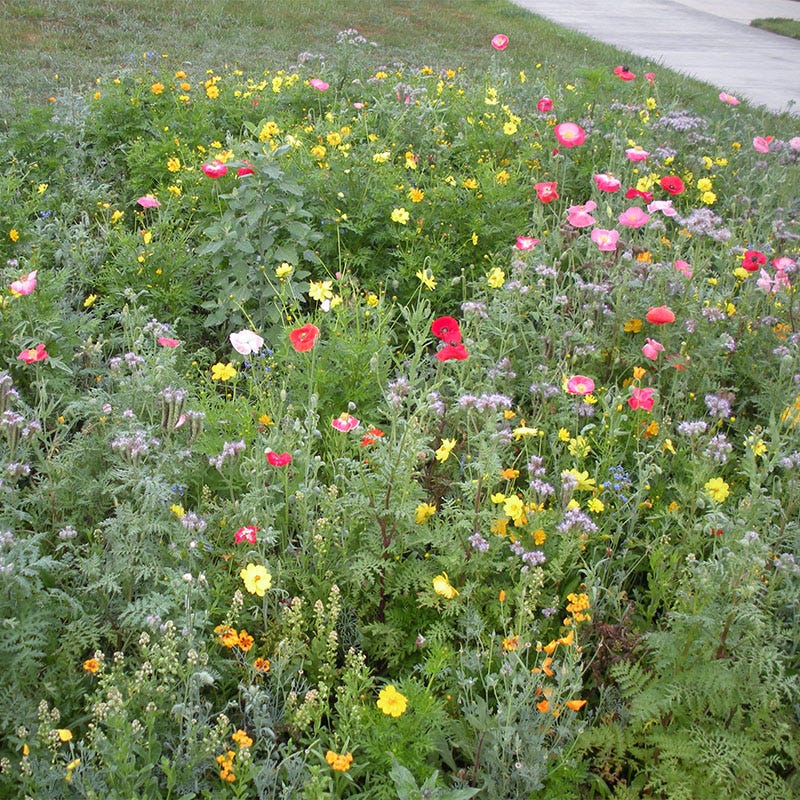 bee flower seed mix Honey Bee Wildflower Seed Mix