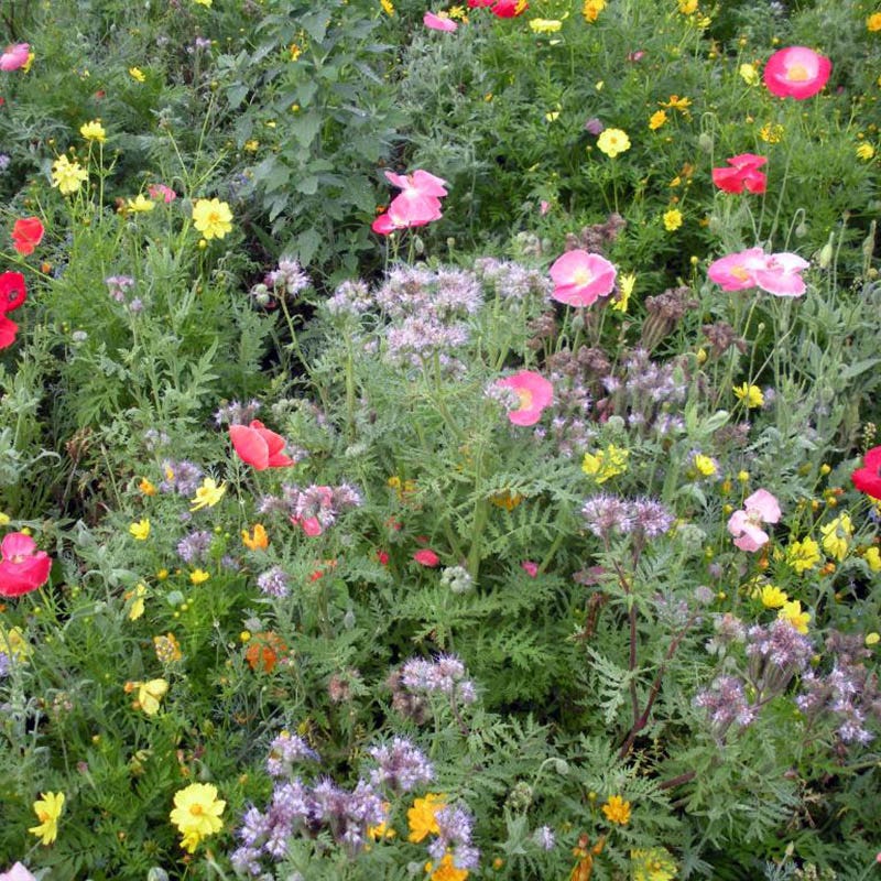 Honey Bee Wildflower Seed Mix