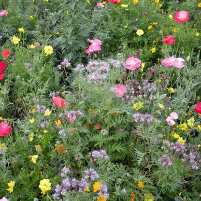 Honey Bee Wildflower Seed Mix