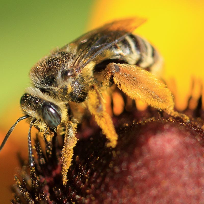 bulk wildflower seeds for bees Honey Bee Wildflower Seed Mix