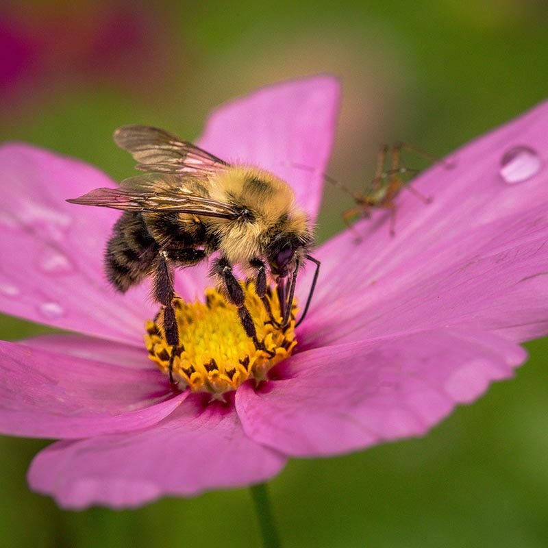 bee wildflower seed mix Honey Bee Wildflower Seed Mix