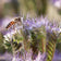 Honey Bee Wildflower Seed Mix|Honey Bee Wildflower Seed Mix, Phacelia with pollinator