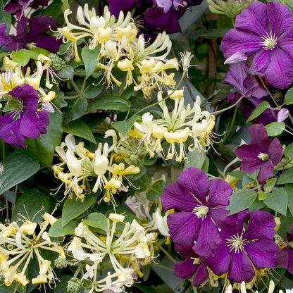 Scentsation Honeysuckle Vine