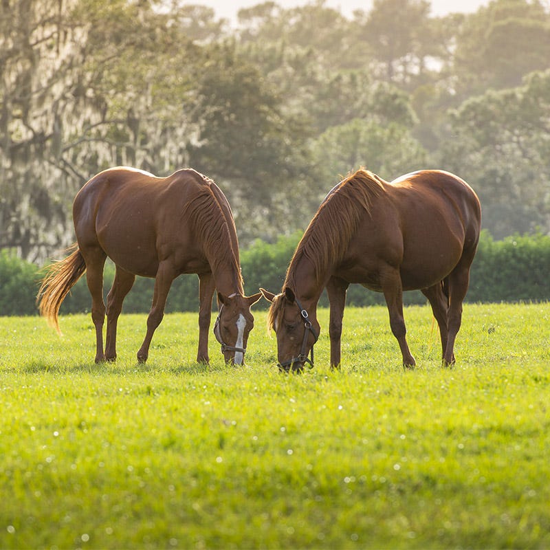 best seed to plant for horse pasture 25 lb Horse Pasture and Hay Seed Mix by American Meadows