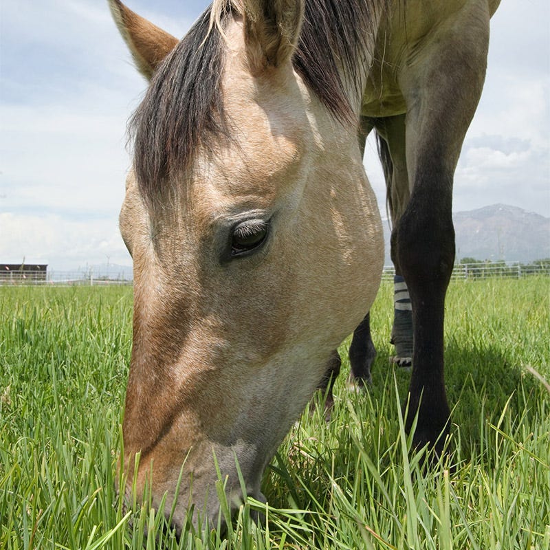 best seed to plant for horse pasture 25 lb Horse Pasture and Hay Seed Mix by American Meadows