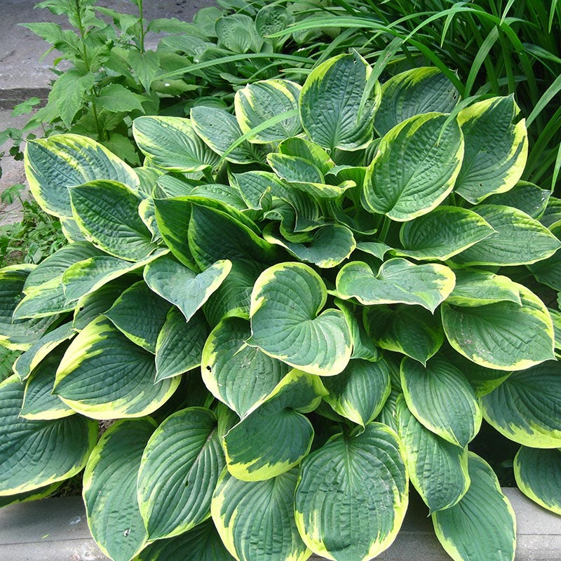 Aureomarginata Hosta