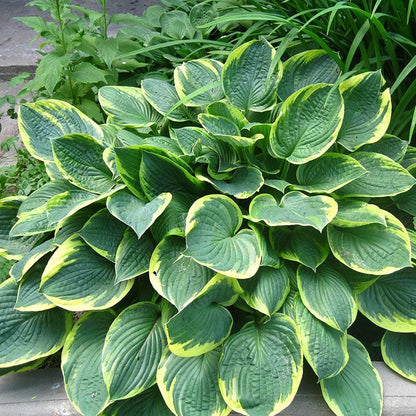 Aureomarginata Hosta
