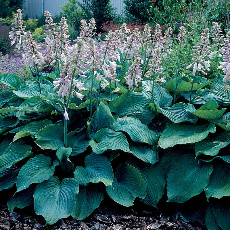 Lush Hosta Collection