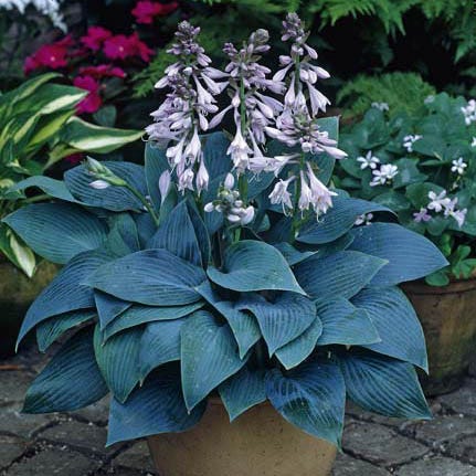 plantain lily flower Halcyon Hosta