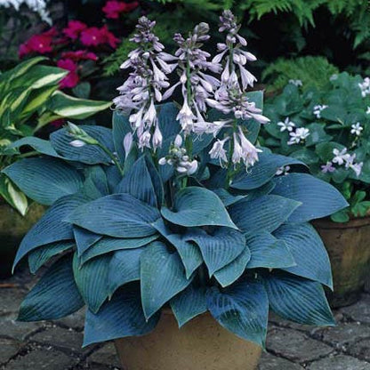 Halcyon Hosta