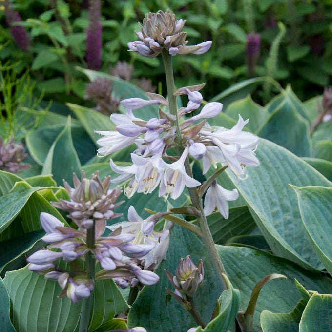 Halcyon Hosta