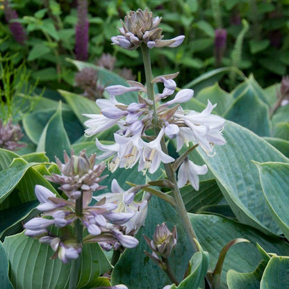 Halcyon Hosta