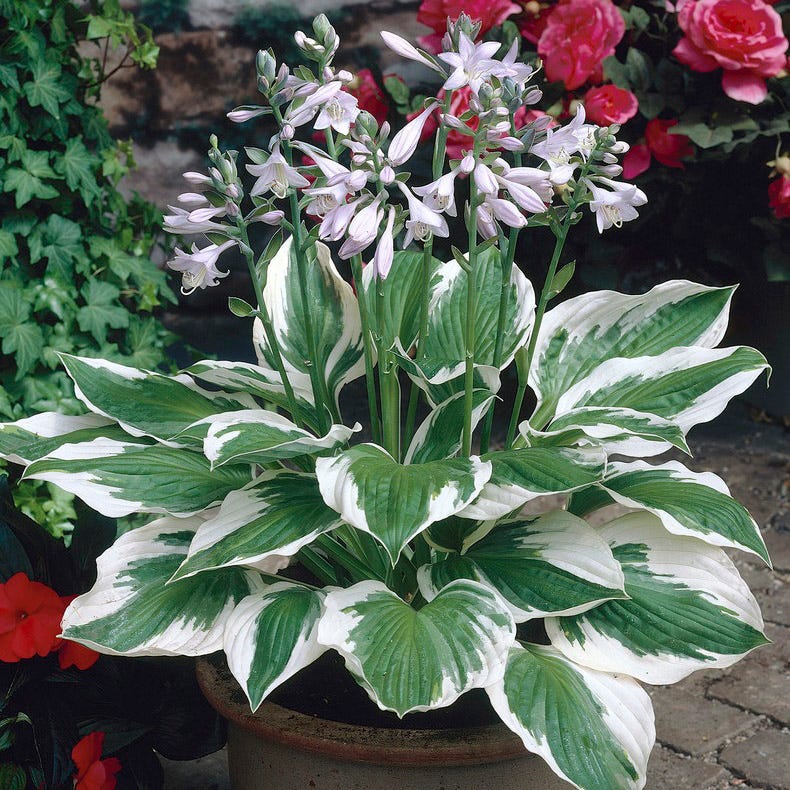 hosta lily flower Patriot Hosta