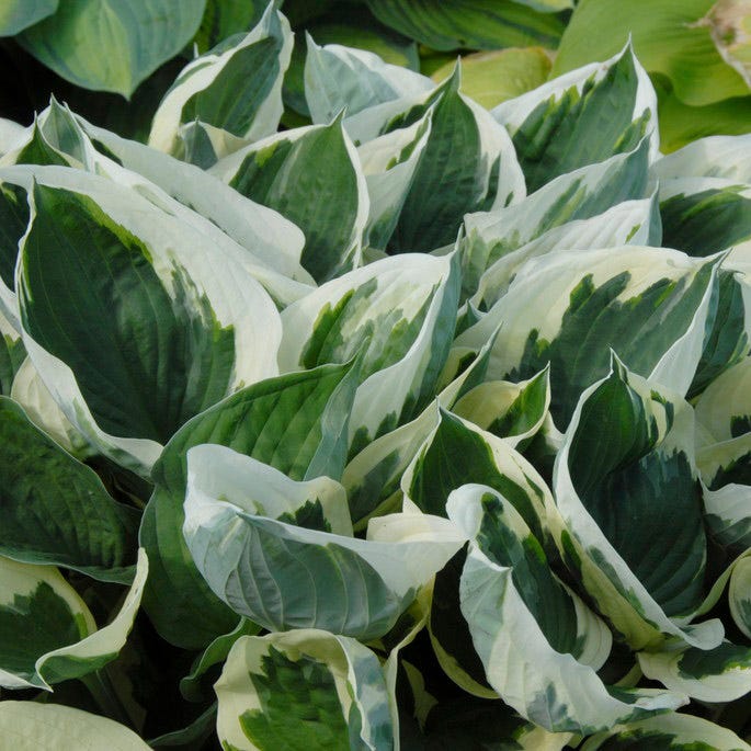 Patriot Hosta