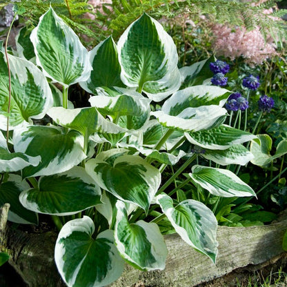 hosta white feather plantain lily Patriot Hosta, Plantain Lily