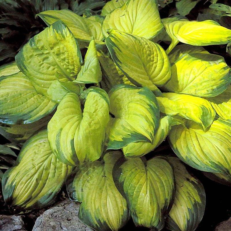 Stained Glass Hosta