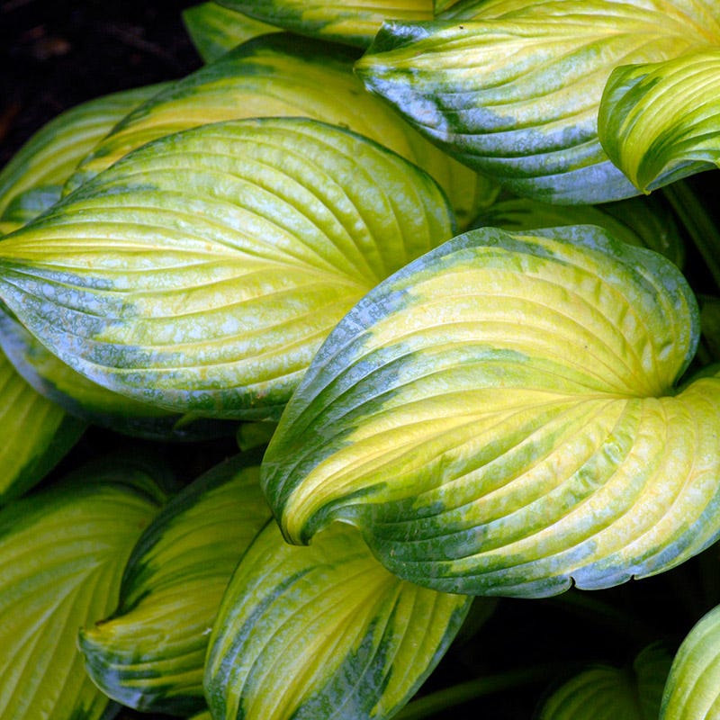 Stained Glass Hosta