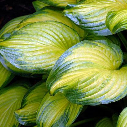 Stained Glass Hosta