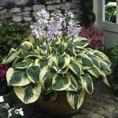 Lush Hosta Collection