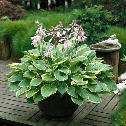 Aureomarginata Hosta