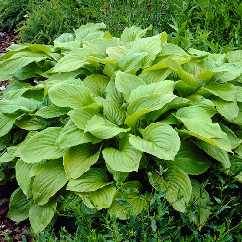 Royal Standard Hosta