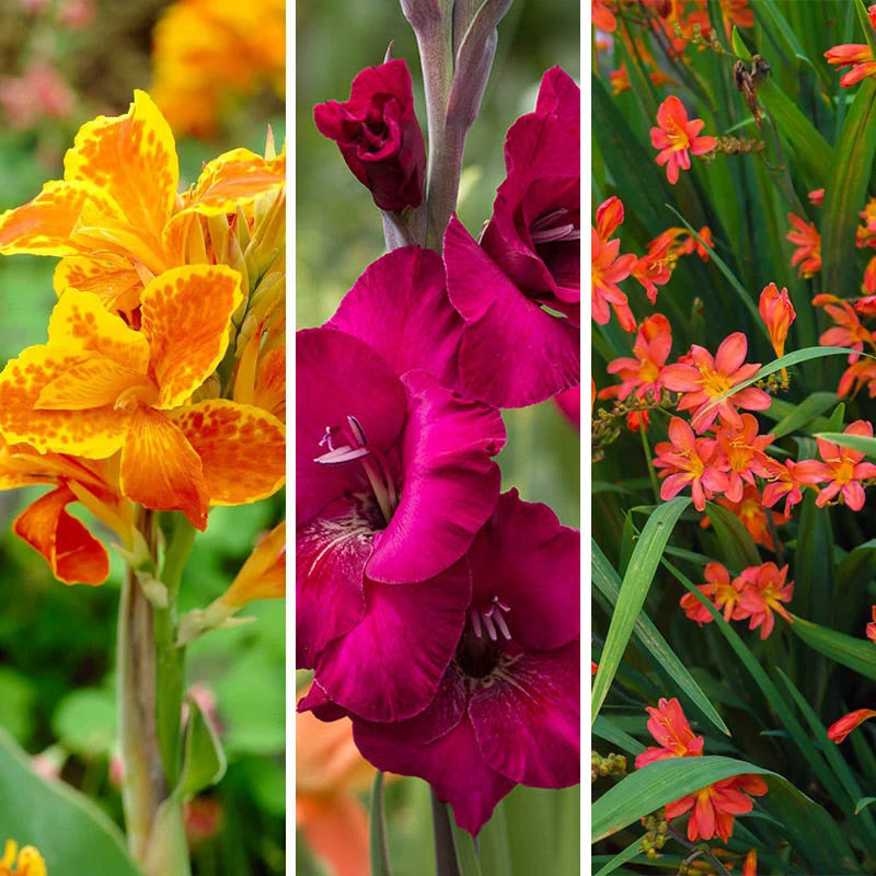 Hot Summer Heights Bulb Collection