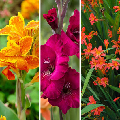 Hot Summer Heights Bulb Collection