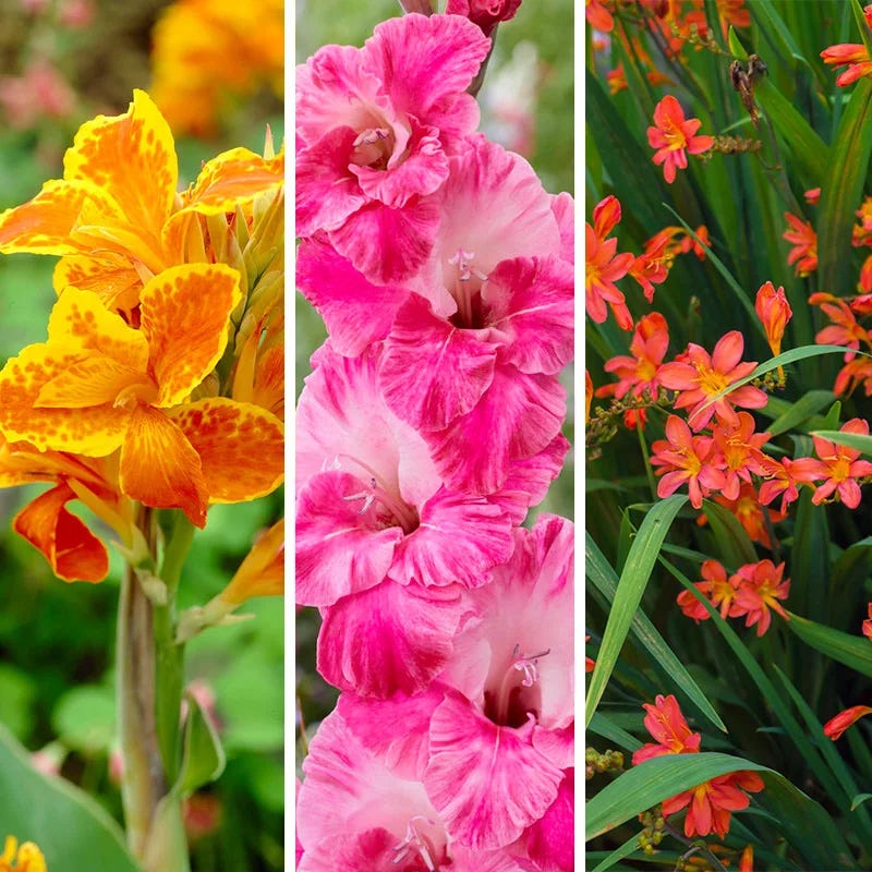 Hot Summer Heights Bulb Collection