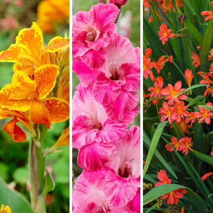 Hot Summer Heights Bulb Collection