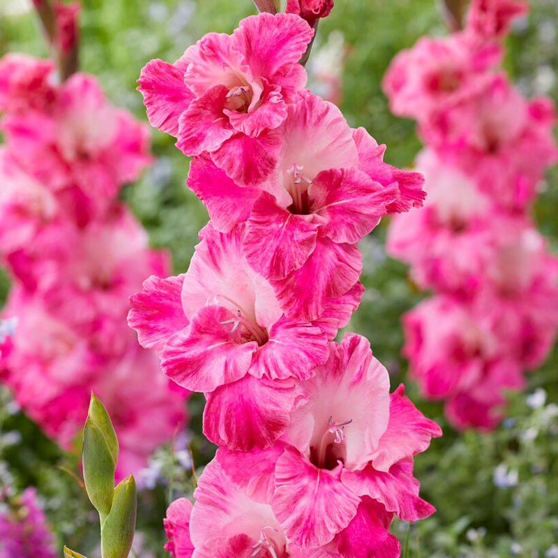 Summer Sorbet Gladiolus Collection