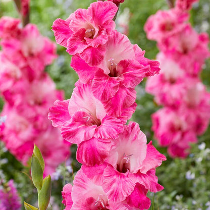 Rainbow Gladiolus Collection