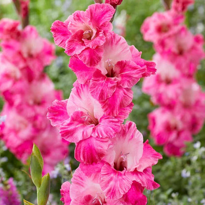 Hot Summer Heights Bulb Collection