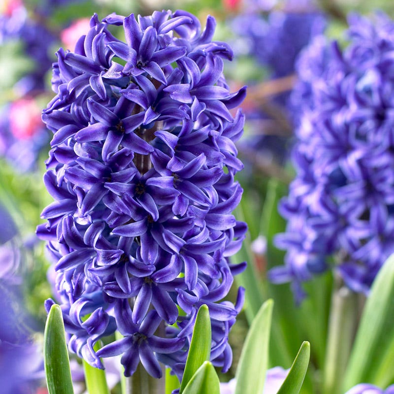 Blue River Bulb Collection